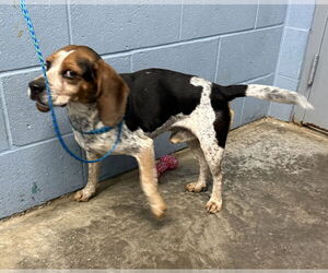 Reagle - Male Beagle Dog for Adoption - Photo #2