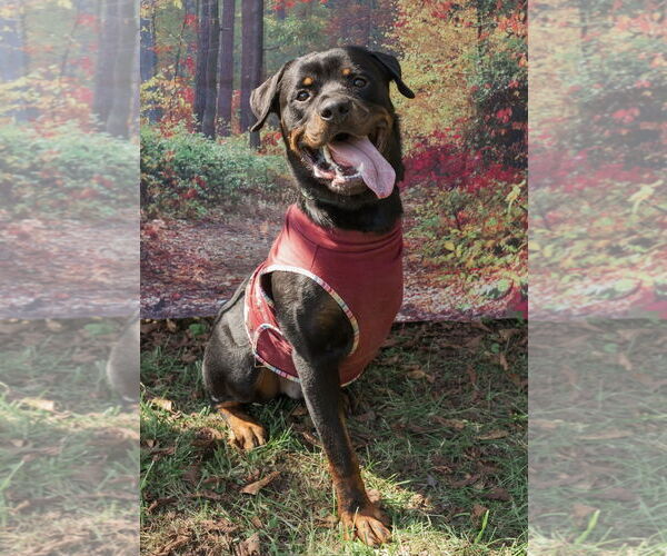 Medium Photo #2 Rottweiler Puppy For Sale in Mooresville, NC, USA