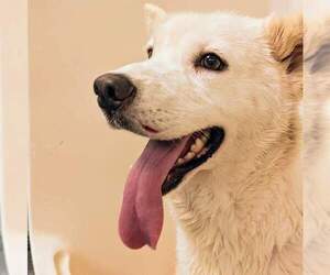 Siberian Husky-Unknown Mix Dogs for adoption in Holly Springs, NC, USA