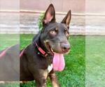 Small #1 American Staffordshire Terrier-German Shepherd Dog Mix