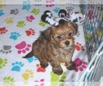 Small Photo #10 Havashire Puppy For Sale in ORO VALLEY, AZ, USA