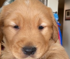 Golden Retriever Puppy for sale in CANYON LAKE, CA, USA