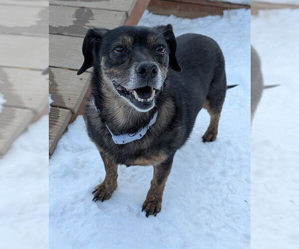 Medium Photo #2 Chiweenie Puppy For Sale in Frisco, CO, USA