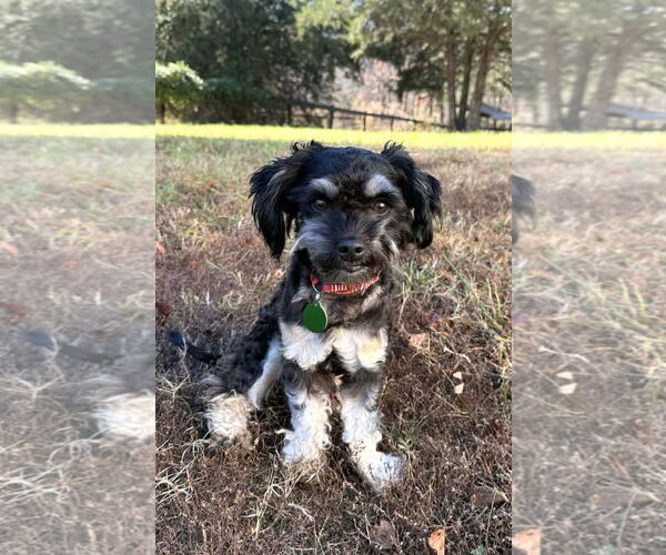 Medium Photo #1 Shih Tzu-Unknown Mix Puppy For Sale in Arlington, VA, USA