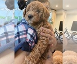 Small Photo #24 Labradoodle Puppy For Sale in THOUSAND OAKS, CA, USA