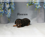Small #2 Cavalier King Charles Spaniel