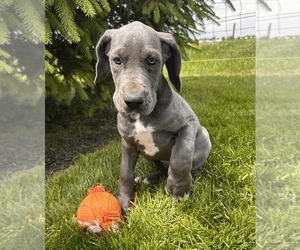Great Dane Puppy for sale in MIDDLEBURY, IN, USA
