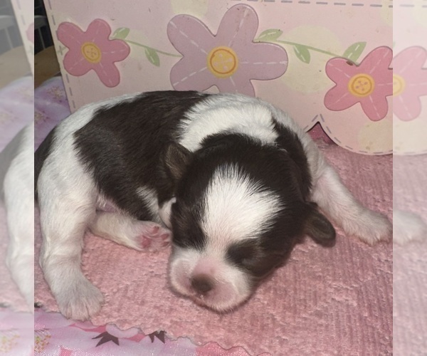 Medium Photo #2 Maltipoo (Miniature)-Shih Tzu Mix Puppy For Sale in MIDDLEBURG, FL, USA