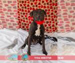 TRINA - Female Black Mouth Cur-Unknown Mix Dog for Adoption - Small photo