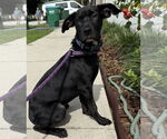 Small #4 Catahoula Leopard Dog-Labrador Retriever Mix
