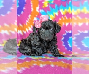 YorkiePoo Puppy for sale in NOTTINGHAM, PA, USA