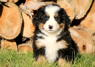 Bernese Mountain Dog Puppy for sale in MOUNT JOY, PA, USA