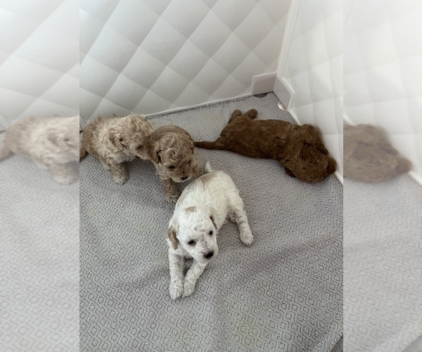 Medium Photo #15 Poodle (Toy) Puppy For Sale in MOUNT SOLON, VA, USA