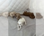 Small #14 Poodle (Toy)
