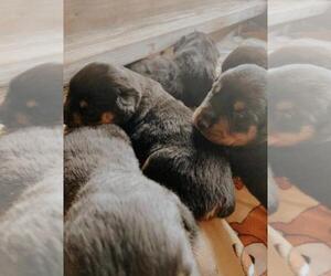 Rottweiler Puppy for sale in FRANKLINTON, NC, USA