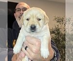 Small Photo #5 Labrador Retriever Puppy For Sale in HIGH POINT, NC, USA