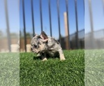 Small #25 French Bulldog