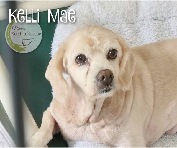 Medium Photo #2 Cocker Spaniel Puppy For Sale in Benton, LA, USA
