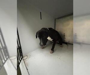 Labrador Retriever-Unknown Mix Dogs for adoption in Houston, TX, USA