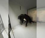 Small Labrador Retriever Mix