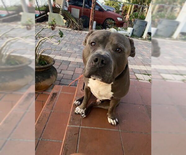 Medium Photo #3 Mutt Puppy For Sale in Miami, FL, USA