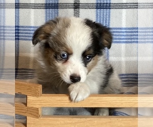 Miniature Australian Shepherd Puppy for sale in FORT MORGAN, CO, USA