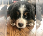 Small Photo #2 Bernese Mountain Dog Puppy For Sale in MCCONNELSVILLE, OH, USA