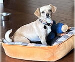 Small #2 Chihuahua Mix