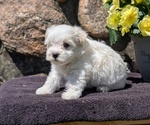 Small #2 Havanese