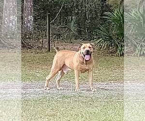 Boerboel Puppy for sale in CITRA, FL, USA