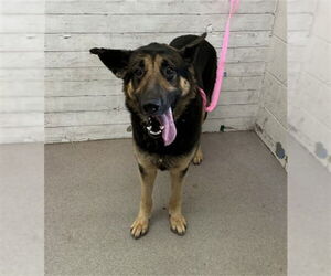 German Shepherd Dog Dogs for adoption in San Bernardino, CA, USA