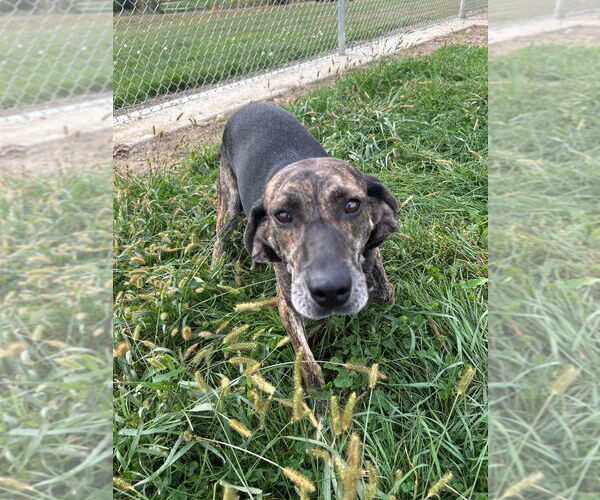 Medium Photo #2 Mountain Cur-Unknown Mix Puppy For Sale in Pierceton , IN, USA