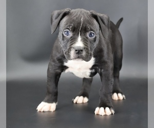 American Bully Puppy for sale in CHAMPAIGN, IL, USA