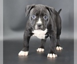 Small American Bully