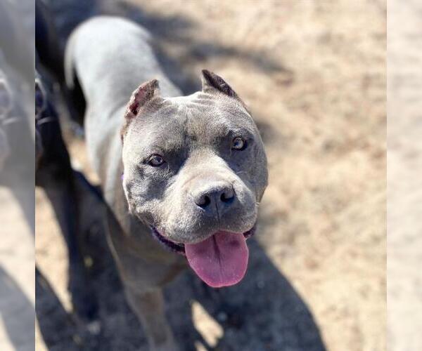 Medium Photo #1 American Staffordshire Terrier Puppy For Sale in Aurora, CO, USA