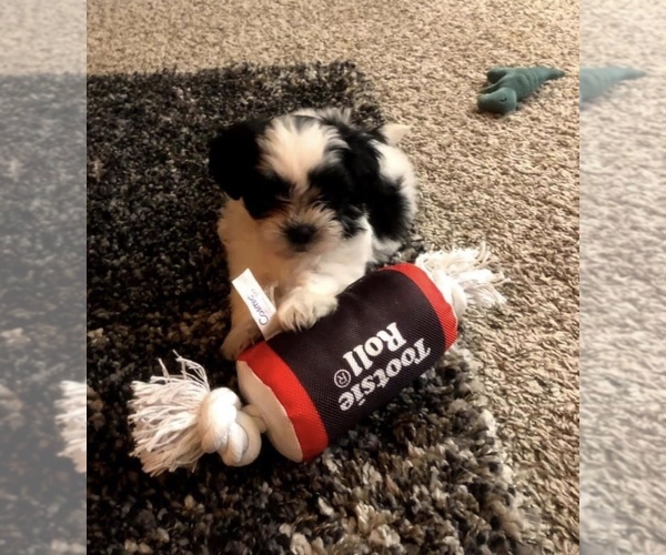 Medium Photo #1 ShihPoo Puppy For Sale in CENTENNIAL, CO, USA