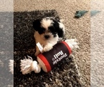 Small Photo #1 ShihPoo Puppy For Sale in CENTENNIAL, CO, USA
