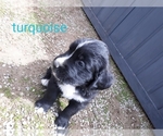 Small Photo #2 Saint Bernard Puppy For Sale in CRAIG, CO, USA