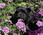 Rosie - Female Pomeranian Puppy for Sale - Small photo