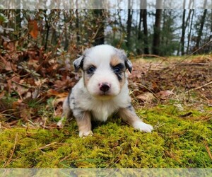 Miniature Australian Shepherd Puppy for sale in SANDOWN, NH, USA