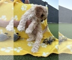 Small Photo #8 Cavapoo Puppy For Sale in PEORIA, AZ, USA