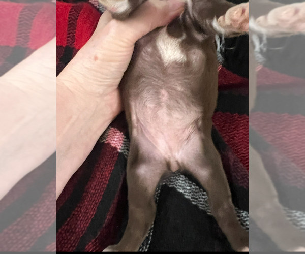 Medium Photo #2 Boston Terrier Puppy For Sale in NILES, MI, USA