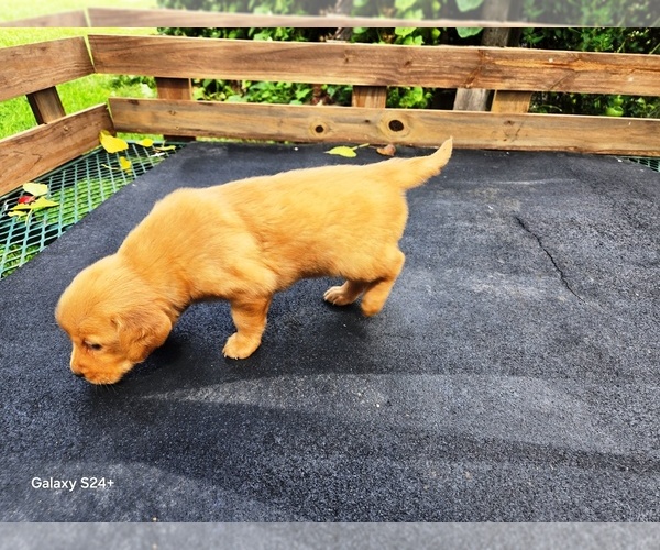 Medium Photo #5 Golden Retriever Puppy For Sale in LEON, KS, USA
