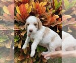 Small Photo #1 Goldendoodle Puppy For Sale in PORT SAINT LUCIE, FL, USA