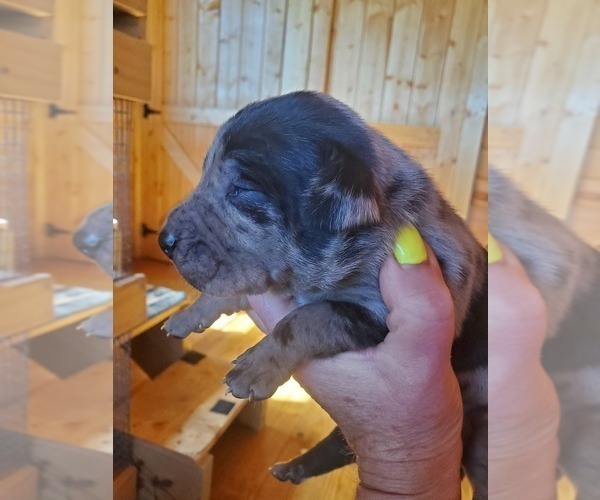 Medium Photo #2 Catahoula Leopard Dog Puppy For Sale in WADDY, KY, USA