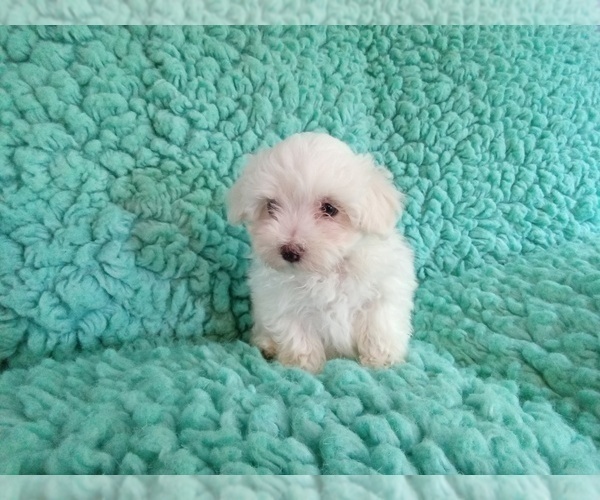 Medium Photo #2 Maltese Puppy For Sale in LAUREL, MS, USA