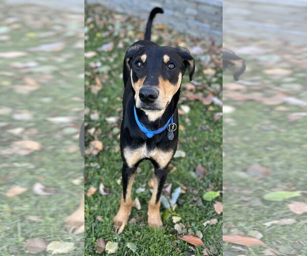 Medium Photo #7 Miniature Pinscher-Unknown Mix Puppy For Sale in Wakefield, RI, USA