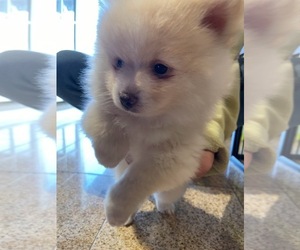 Pomeranian Puppy for sale in CHINO HILLS, CA, USA