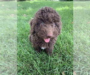 Spanish Water Dog Puppy for sale in CYPRESS, TX, USA