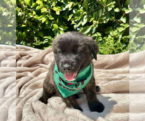 Mutt Dogs for adoption in Menifee, CA, USA